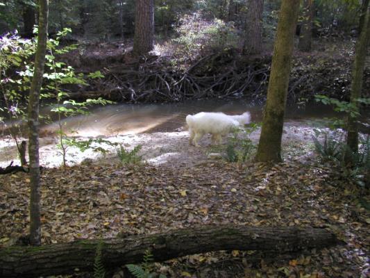 Dogs Playing at end of Hike