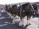 Budweiser Clydesdales